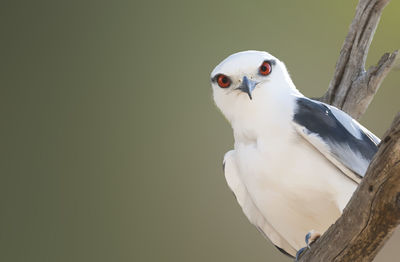 Portrait of black-shouldered kite perching on branch