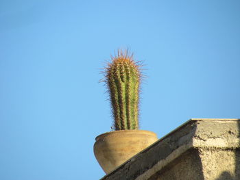 Low angle view of cactus against clear blue sky