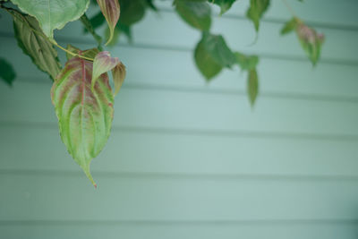 Close-up of fruit on plant