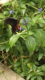 Close-up of cat on plant