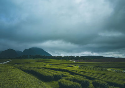 Scenic view of agricultural field against sky