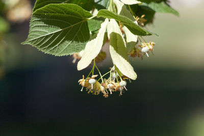 Linden flowers on branches of a linden tree