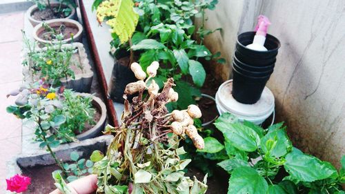 Close-up of potted plant