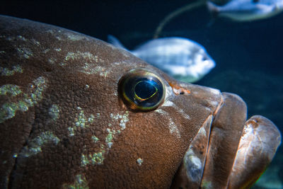 Close-up of fish underwater