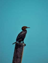 Bird perching on wooden post