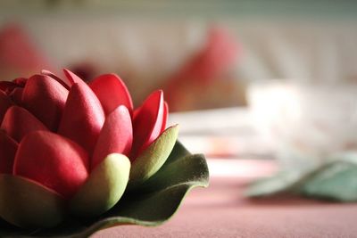 Close-up of red flower