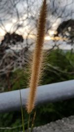 Close-up of plant on land