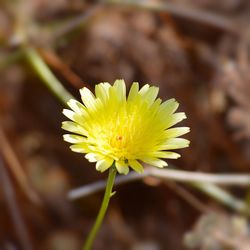 Close-up of yellow flower blooming outdoors