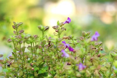 Close-up of purple flowers blooming outdoors