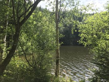 Scenic view of river amidst trees in forest