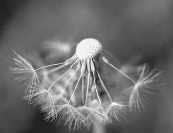 Close-up of dandelion seeds