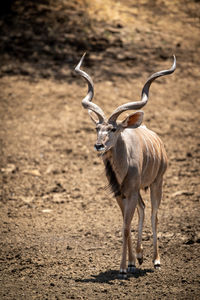 Male greater kudu walks down rocky slope