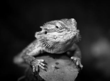 Close-up of lizard