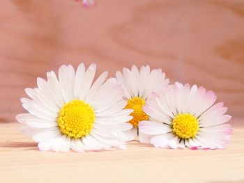 Close-up of pink daisy flowers on table