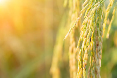 Close-up of wheat growing on field