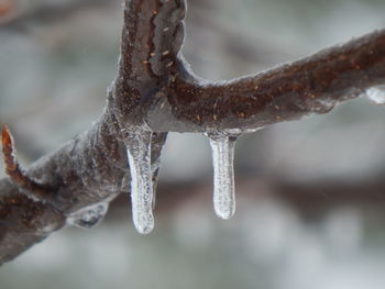 Close-up of frozen water