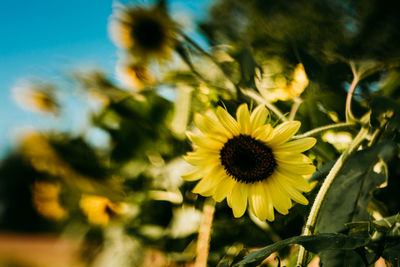 Close-up of yellow flowering plant on field