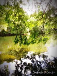 Scenic view of lake in forest