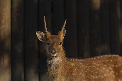 Close-up portrait of deer