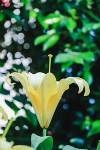 Close-up of yellow flower blooming in park