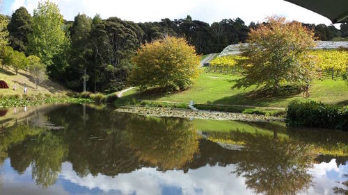 Reflection of trees in lake