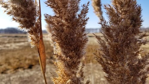 Close-up of crops on field against sky