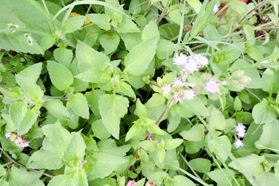 High angle view of flowering plants