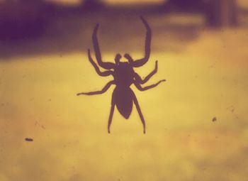 Close-up of spider on glass