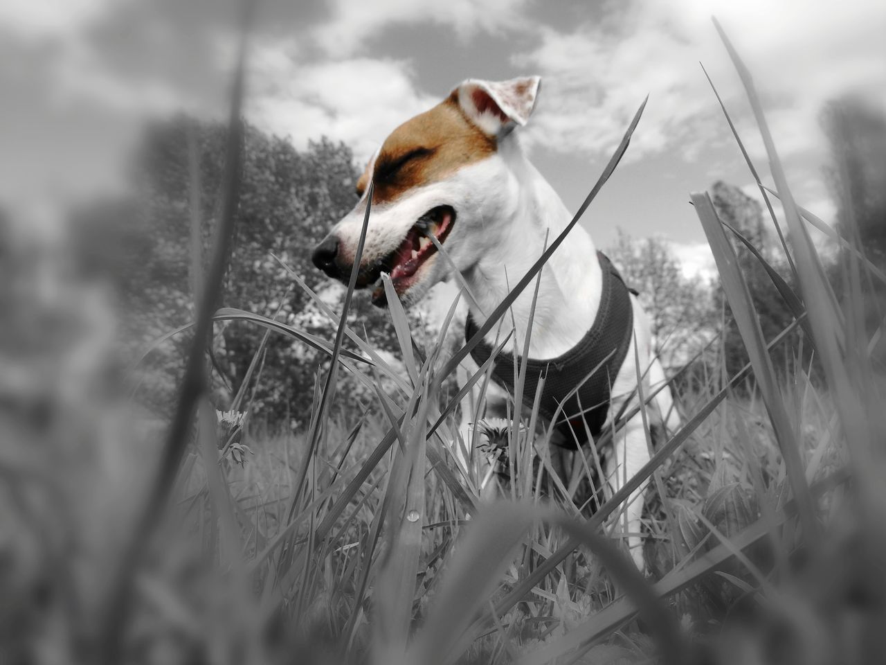 CLOSE-UP OF DOGS ON FIELD