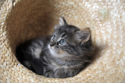High angle view of kitten in basket
