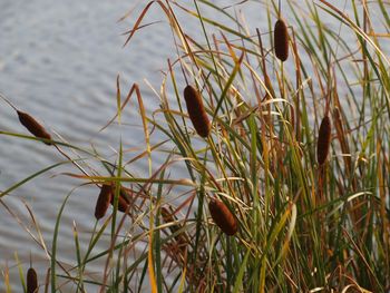 Close-up of plants in lake