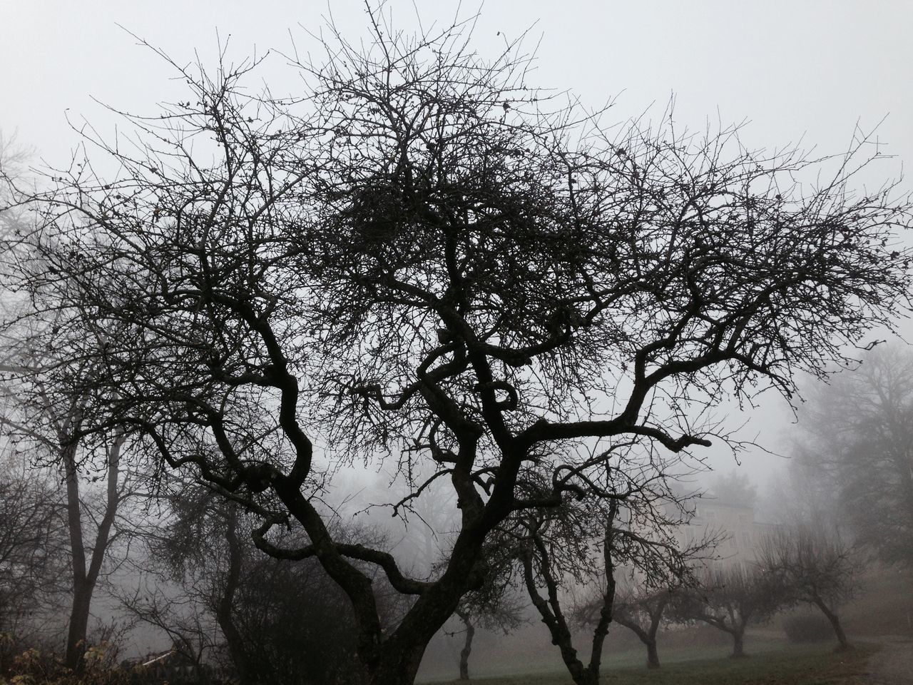 tree, bare tree, branch, silhouette, tranquility, nature, sky, fog, beauty in nature, tranquil scene, growth, tree trunk, scenics, low angle view, foggy, dusk, outdoors, no people, day