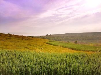 Scenic view of agricultural field against sky during sunset