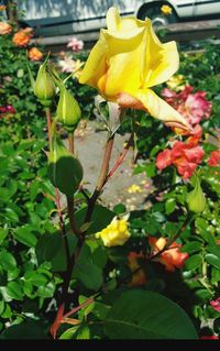 Close-up of yellow flowers