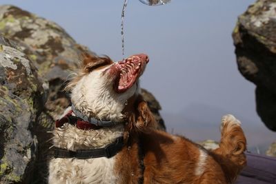 Dog drink water 