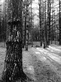 Bare trees in forest