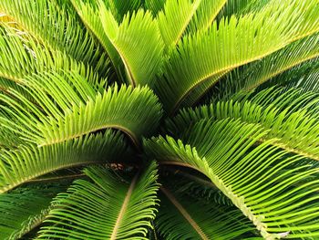 Close-up of palm tree leaves