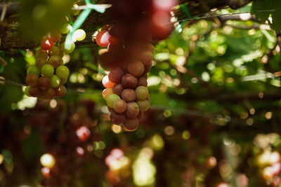 Close-up of grapes growing on plant
