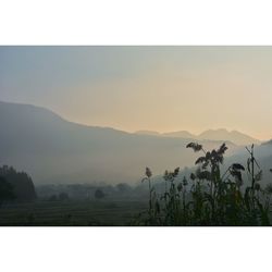 Scenic view of field against clear sky at morning