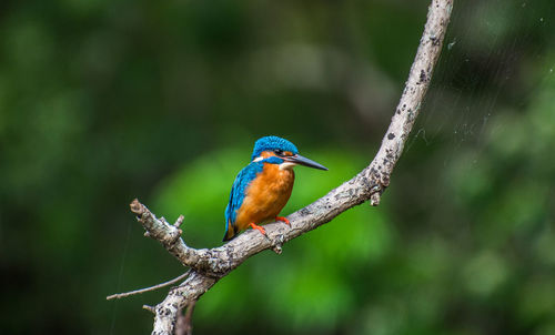 Close-up of bird perching on tree