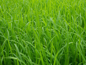 Full frame shot of corn field