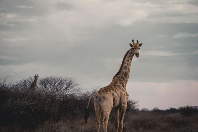 Giraffe standing on field against sky