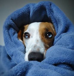 Close-up portrait of dog relaxing on snow