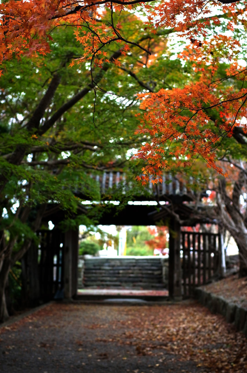 tree, architecture, built structure, autumn, building exterior, change, branch, leaf, growth, season, day, nature, outdoors, no people, house, park - man made space, sunlight, railing, footpath, orange color