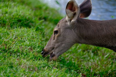 Sambar deer  rusa unicolor  thai national parks is a large deer native 