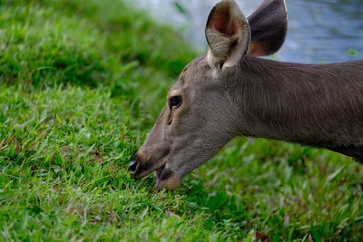 Sambar deer  rusa unicolor  thai national parks is a large deer native 