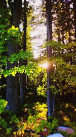 View of trees in forest