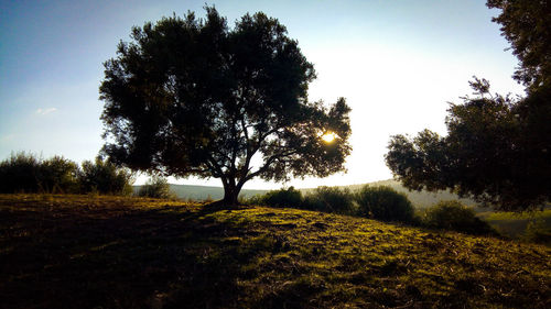 Trees on field against clear sky