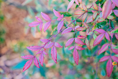 Close-up of pink flowering plant