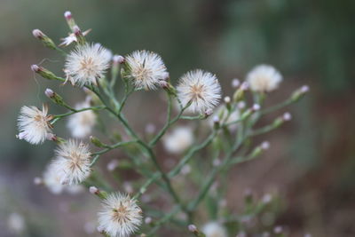 Close-up of white flowering plant